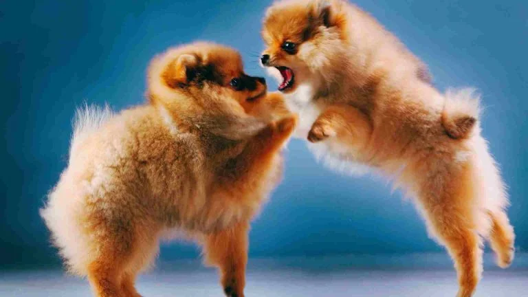 pomeranian boo yavruları oynuyor.