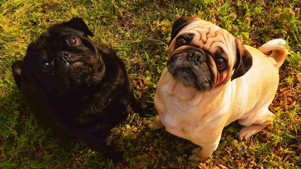 2 Pug köpek biri syah biri beyaz renkte yukarı doğru bakıyor.