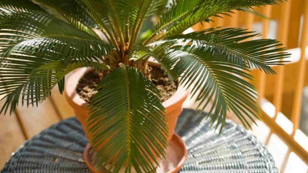 kediler için zararlı sago palmiyesi