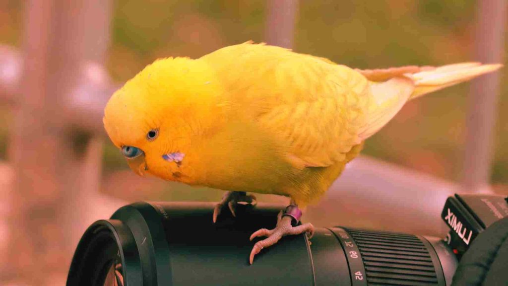 sarı muhabbet kuşu panasonic lumix fotoğraf makinası üzerinde