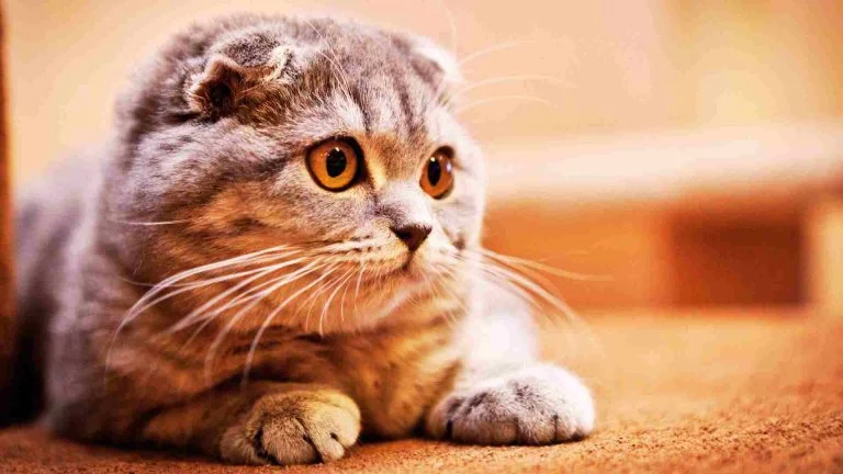 Scottish Fold Kedi Özellikleri ve Bakımı