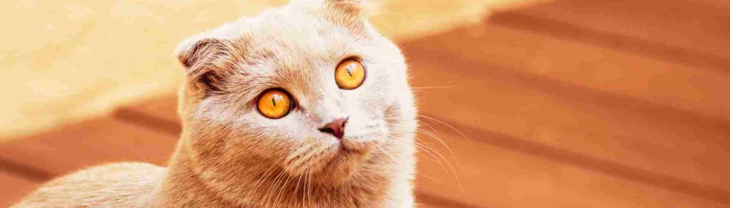 bir tahta yürüyüş alanı üzerinde duran kül renkli sarımsı gözlü scottish fold kedisi
