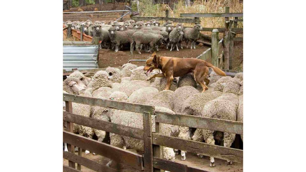 koyunları kapalı alanda düzene sokmaya çalışan bir sürü köpeği