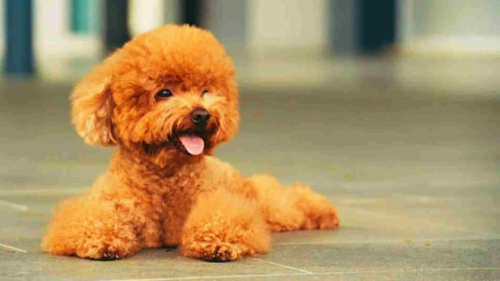 toy poodle sevecen bir şekilde etrafı izliyor