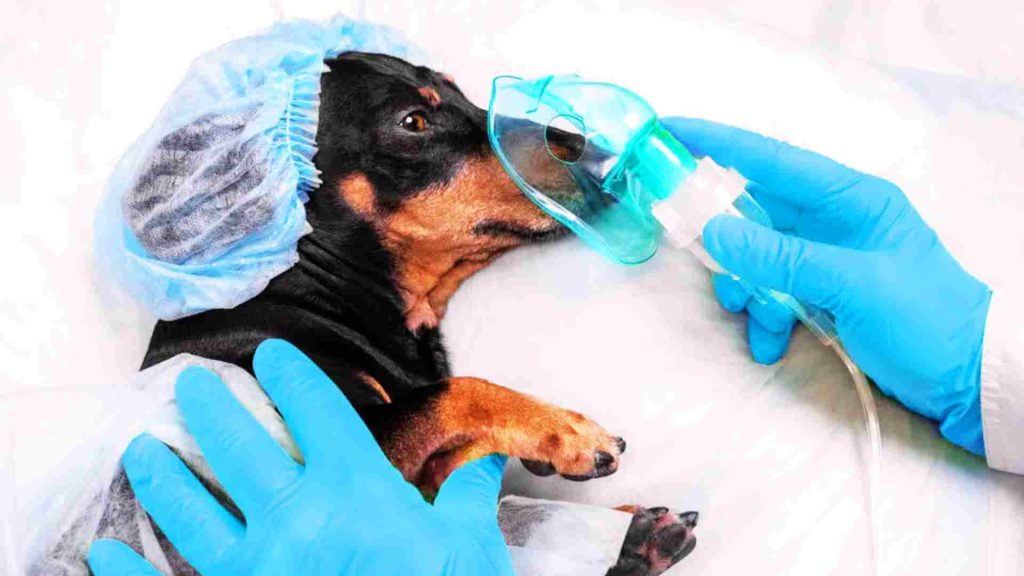 Köpek anestesi ekipmanları ile tedavide.