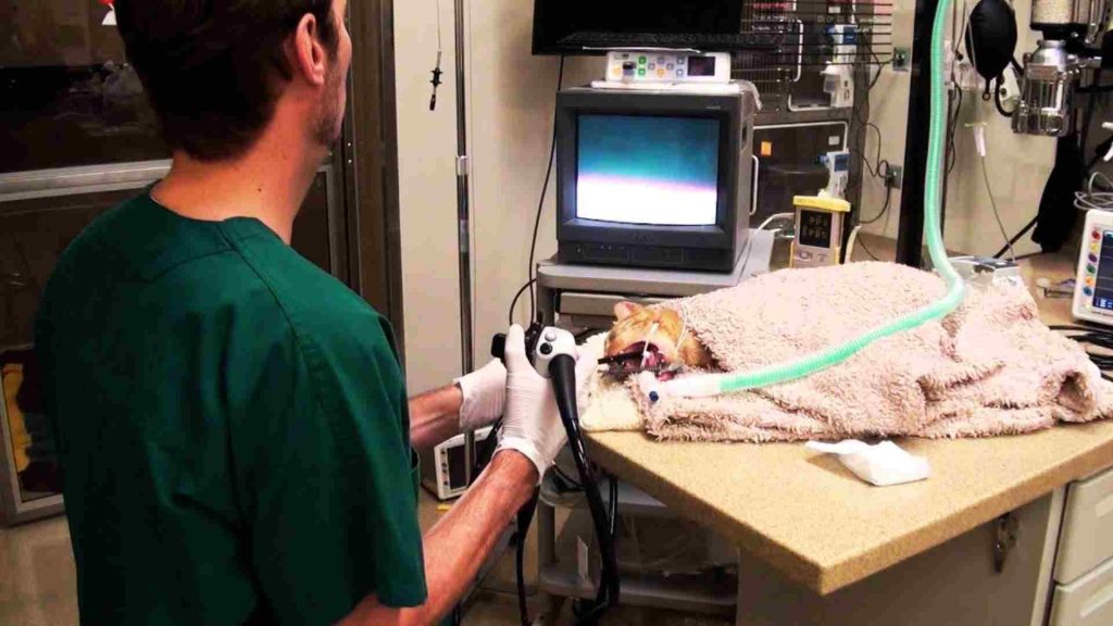 Veteriner hastasına endoskopi ile teşhis koyuyor.