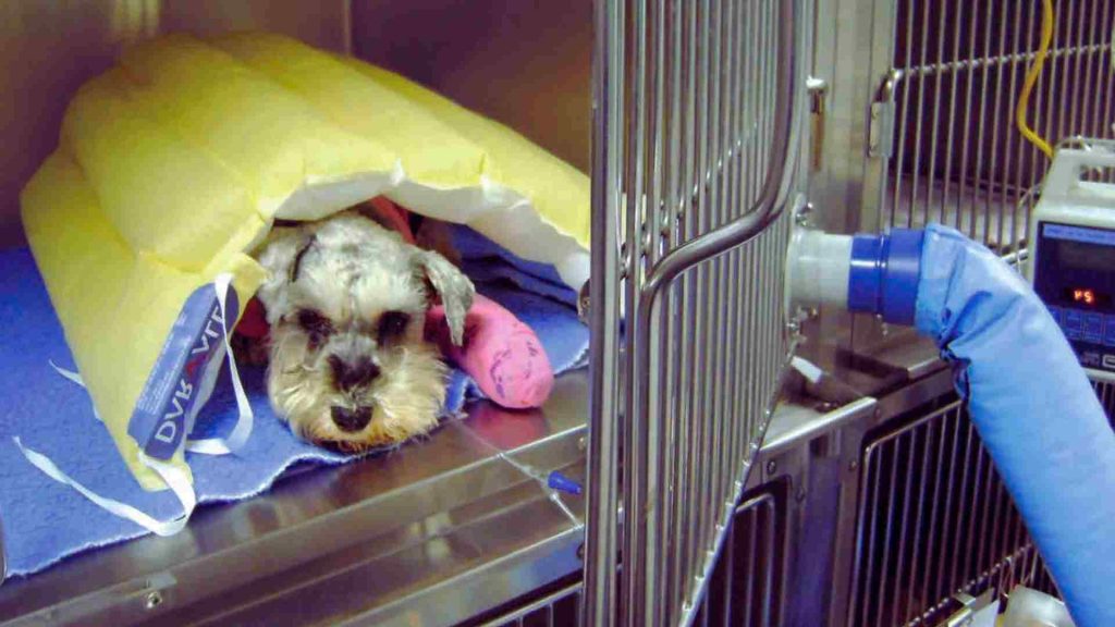 Bir veteriner kliniğinde ısıtmaya çalışılan hasta köpek.