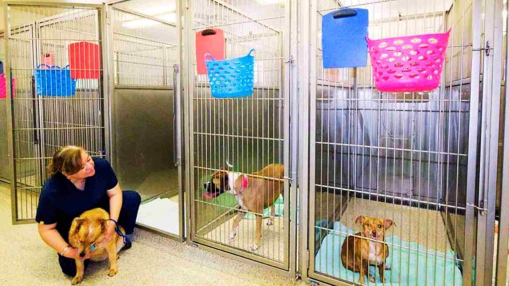 Veteriner, tedavi sürecindeki hayvanları kafeslerinde kontrol ediyor.