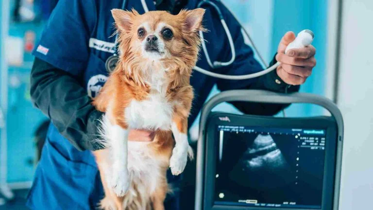 Veteriner Ekipmanları Klinik Malzeme Listesi