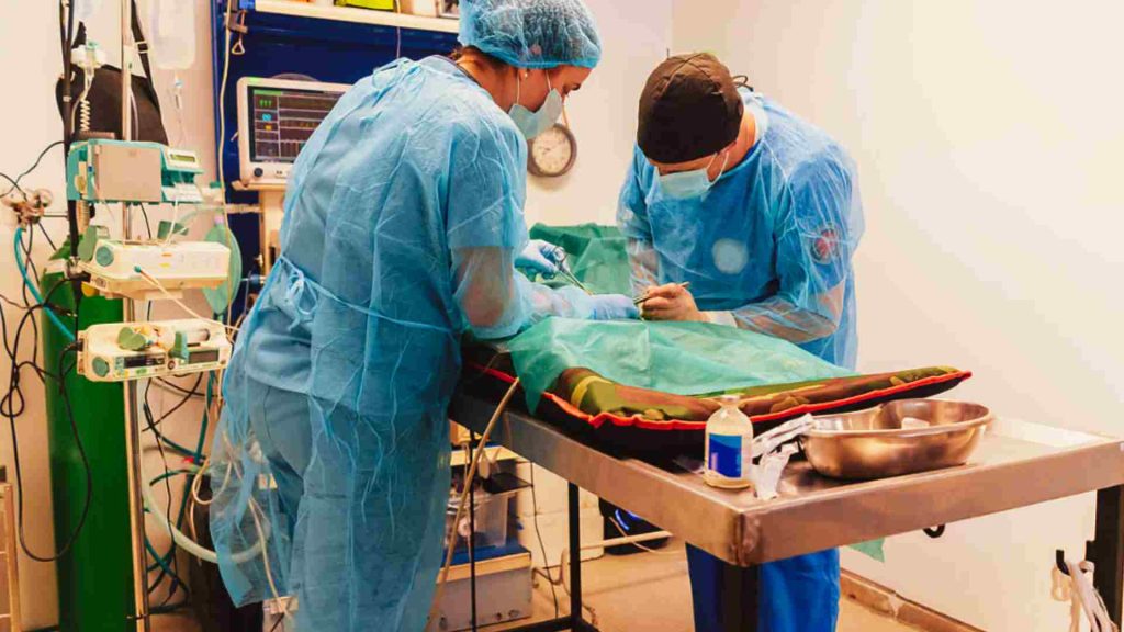 İki veteriner ameliyat esnasında görüntüleme ünitelerini kullanıyor.