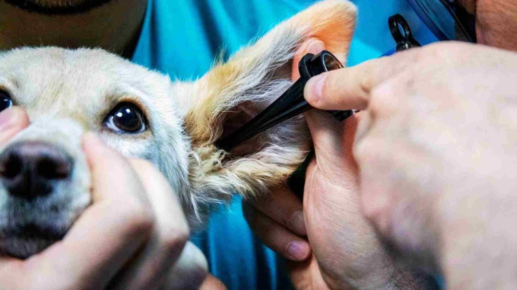Köpeğin kulaklarını muayene eden bir veteriner