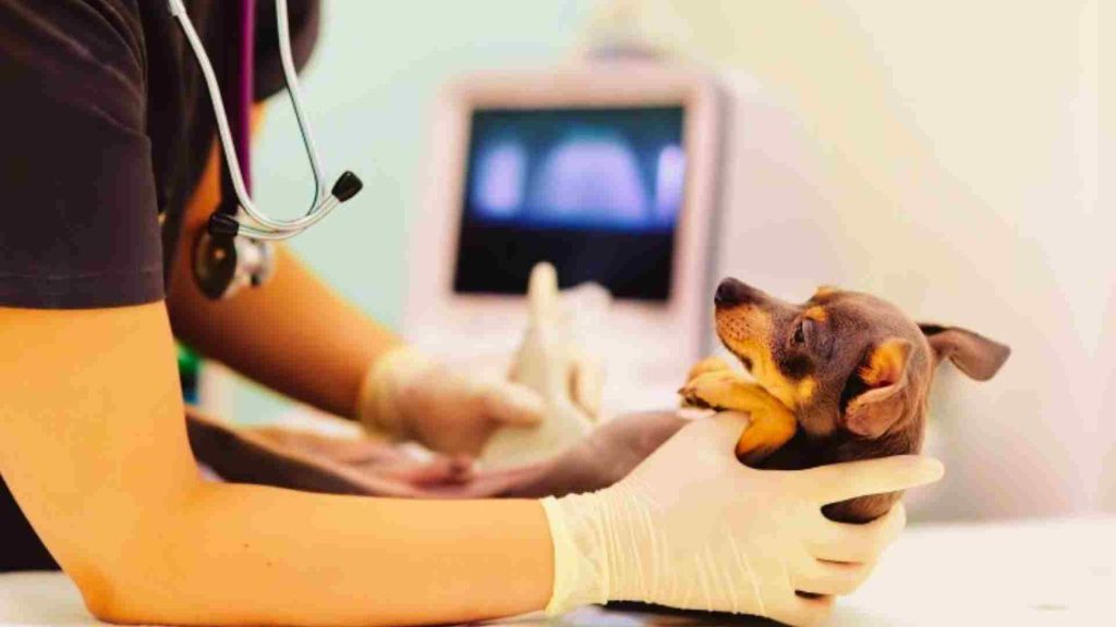 Veteriner ultrasonla köpeğin karnını kontrol ediyor.