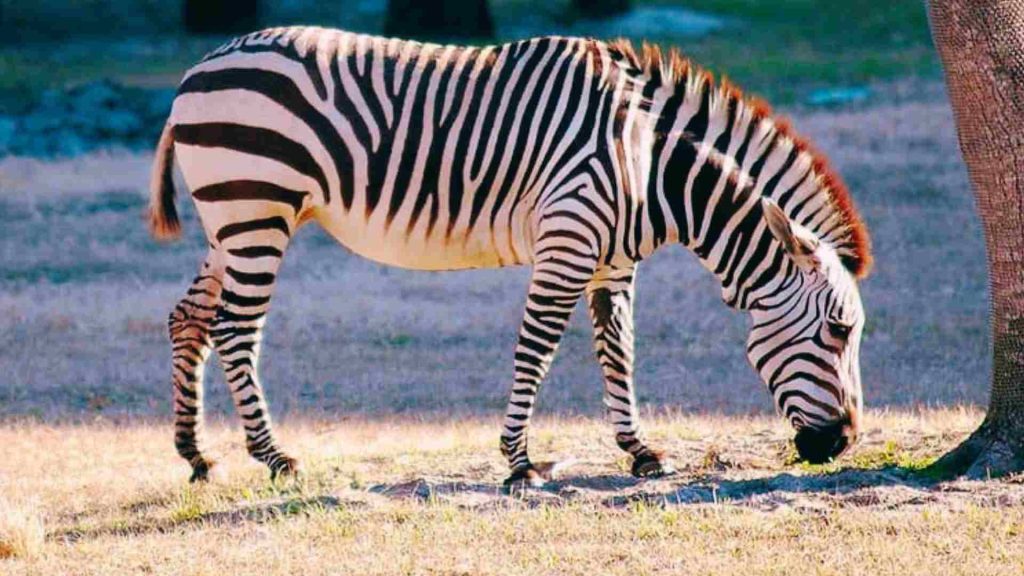 zebra hayvan ismi