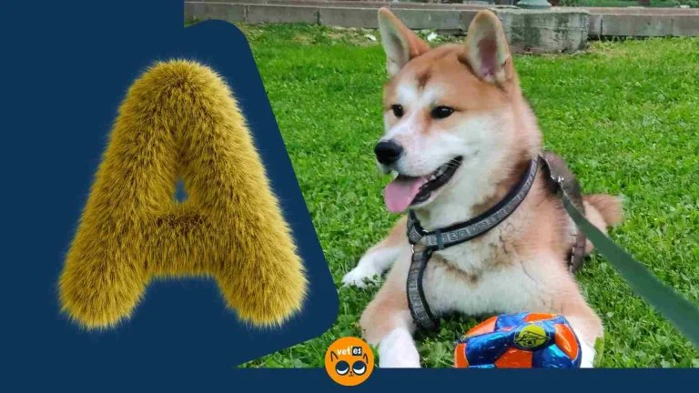 A harfi İle Başlayan Hayvan Türü Ve İsimleri 9 A harfi İle Başlayan Hayvan Türü Ve İsimleri