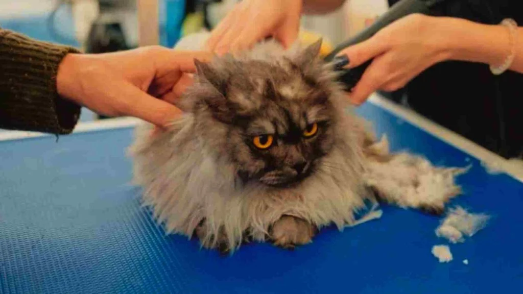 Kediler Tıraş Edilmeli Mi? 8 himalayan kedisi tıraş ediliyor.