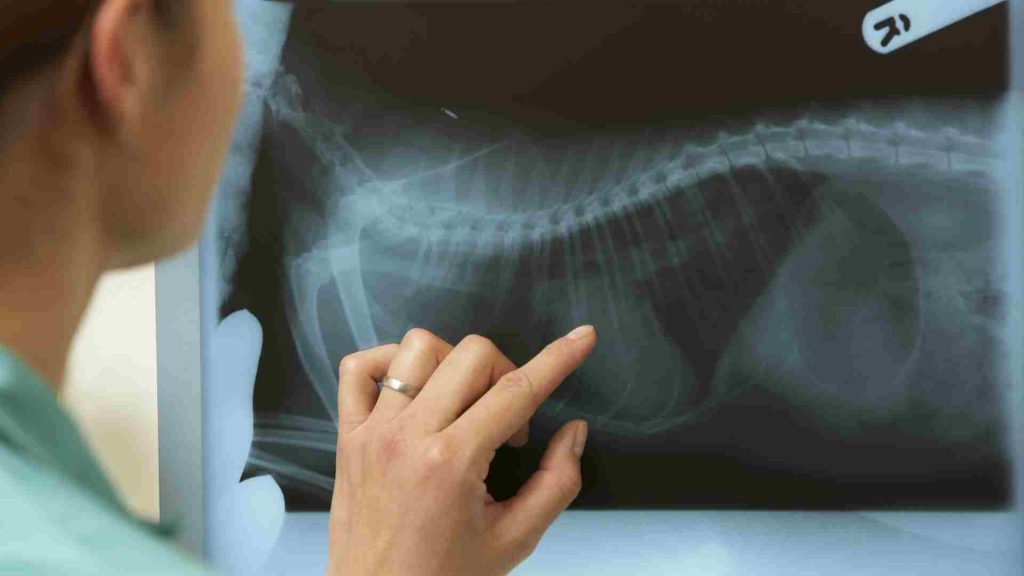 Köpek röntgen X-Ray görüntüsü