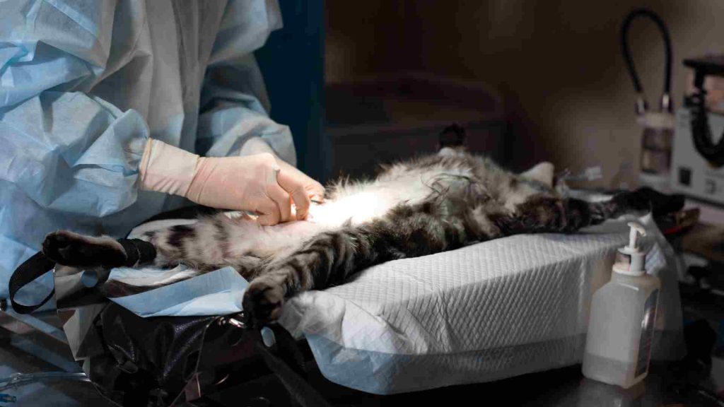 Kedilere Anestezi Nasıl Yapılır?