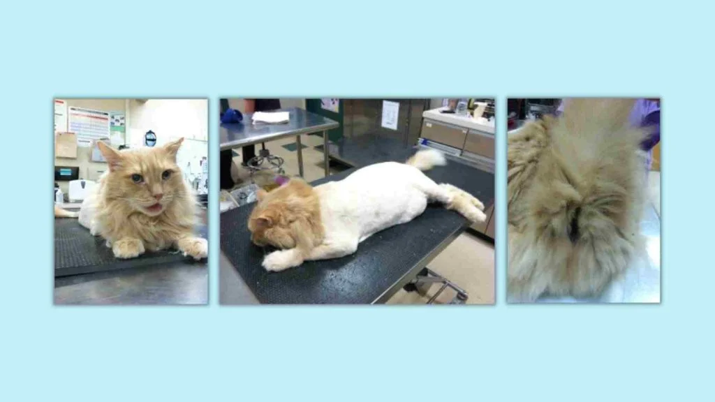 Kediler Tıraş Edilmeli Mi? 6 kedi aslan tıraşı