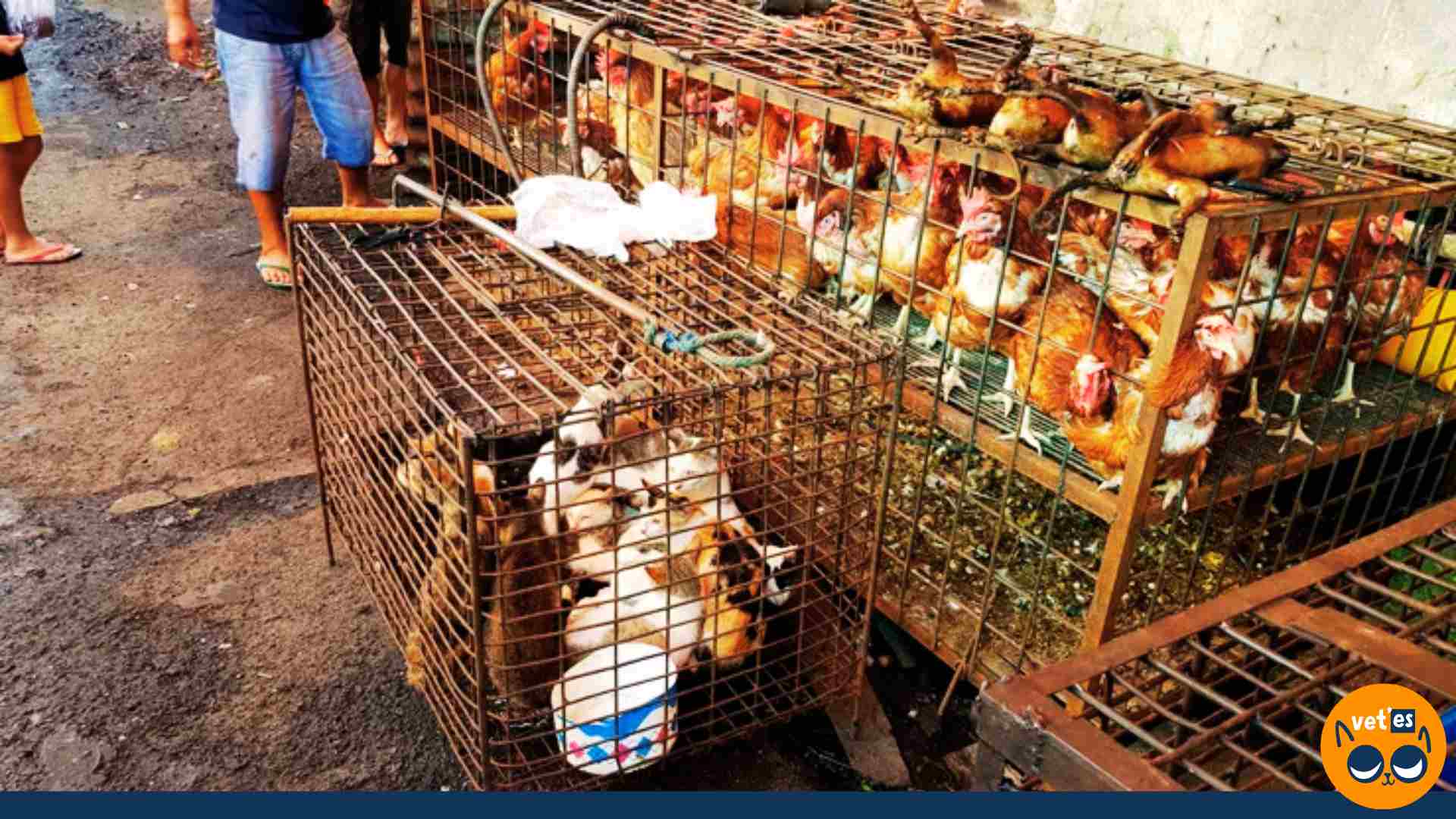 Kedi ve tavuklar kafeslerde etleri için satılıyor.