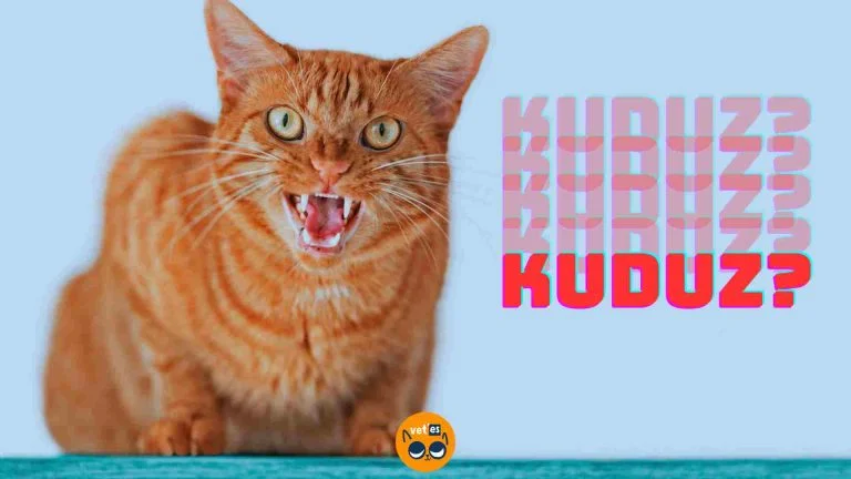 Kedi Kuduz Belirtileri 4 Kuduz Belirtileri