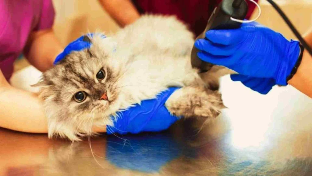 Kediler Tıraş Edilmeli Mi? 4 kedi tıraş esnasında
