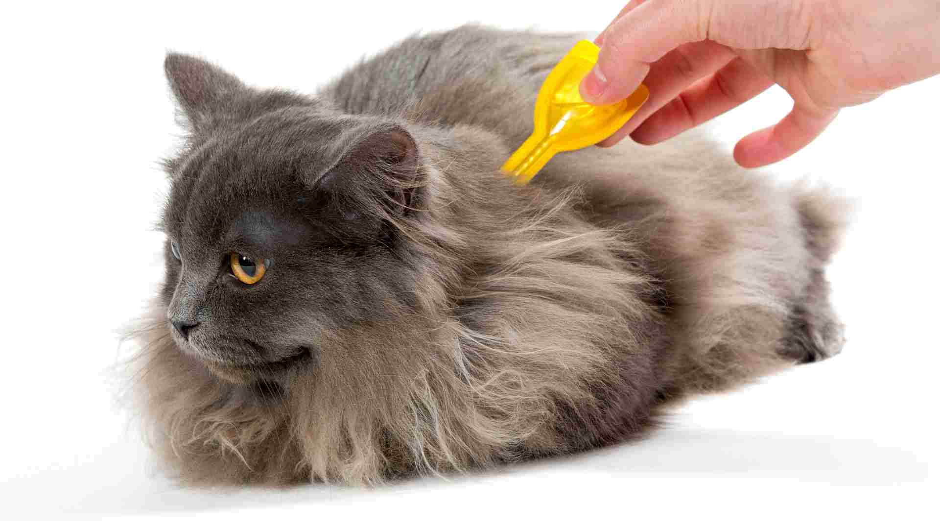 kedi parazit aşıları uygulaması