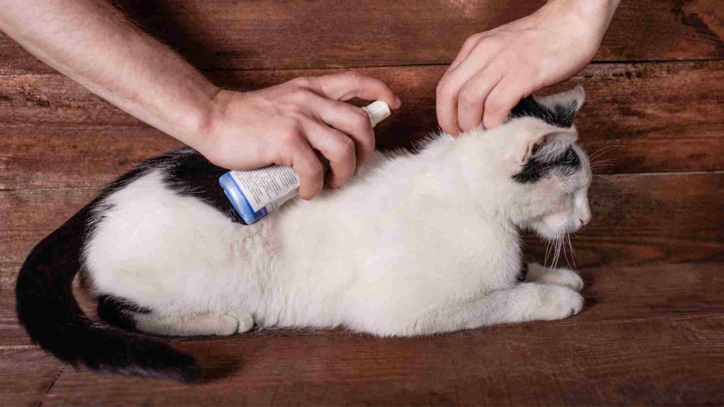 kedi pire tedavisi için uygulanan ürün