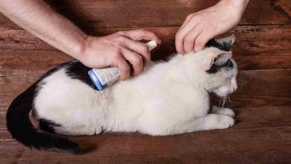 Kedi Piresi İnsana Geçer Mi? 7 kedi pire tedavisi için uygulanan ürün