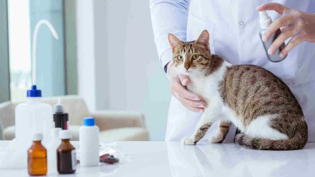 Kedi Piresi İnsana Geçer Mi? 8 kedi pire tedavisi yapılırken