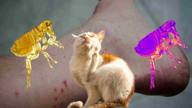 Kedi Piresi İnsana Geçer Mi? 3 kedi piresi insana bulaşır mı?