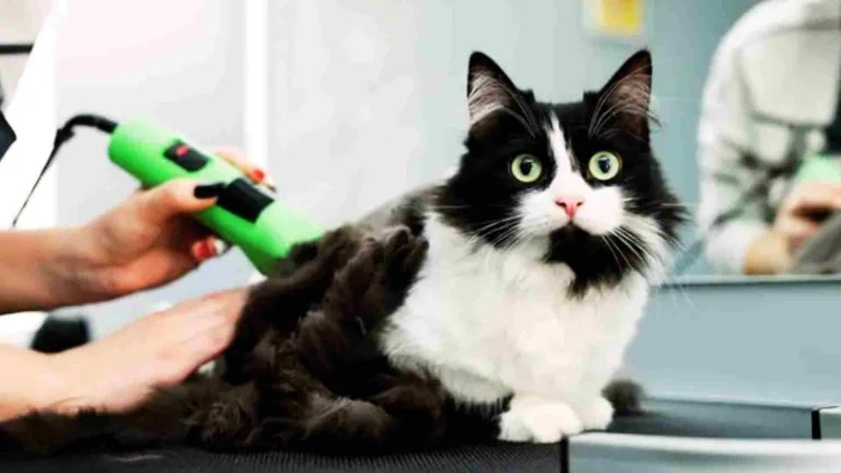Kediler Tıraş Edilmeli Mi?