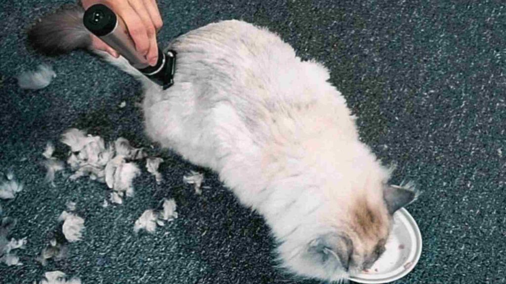 kedi kıç bölgesi tıraşı