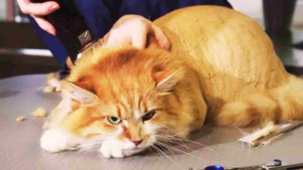 Kediler Tıraş Edilmeli Mi? 3 kedi tıraş olurken depresyona giriyor.