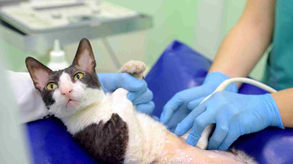 Kedi hamilelik testi ultrason ile yapılıyor