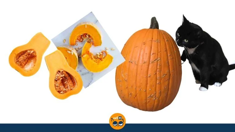 Kediler Balkabağı Yiyebilir Mi? 17 Kediler Balkabağı Yiyebilir Mi?