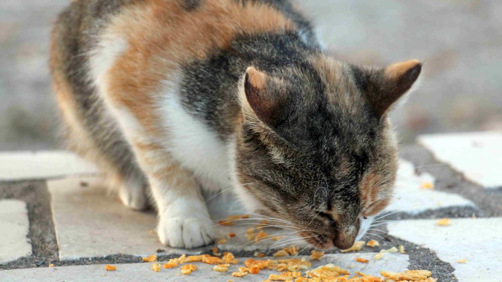kedi patates cipsi yiyor