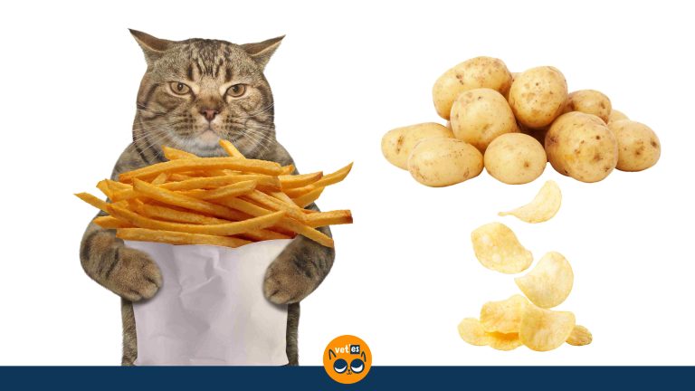 Kediler Patates Yiyebilir Mi?