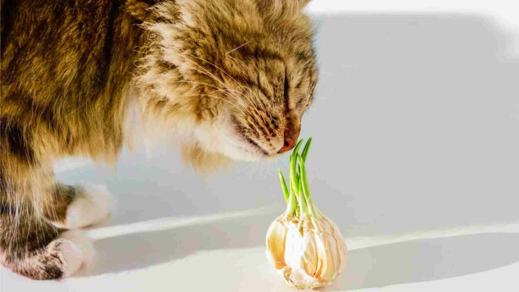 Kediler soğan yiyebilir mi?