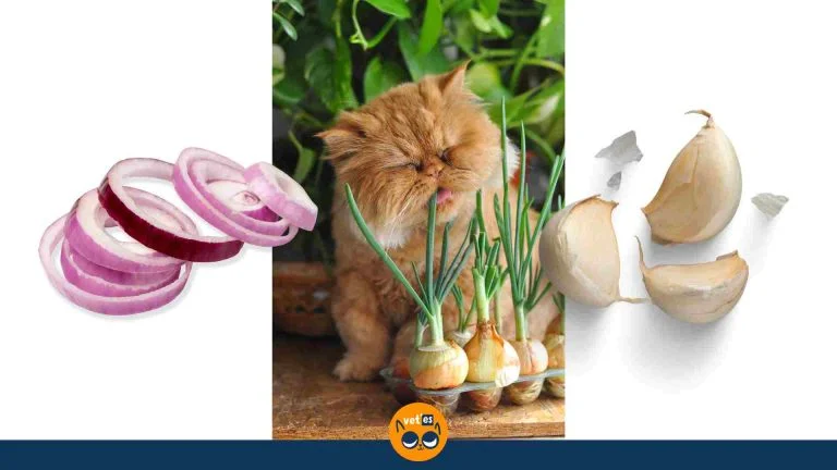 Kediler Soğan Yiyebilir Mi? 11 Kediler Soğan Yiyebilir Mi?