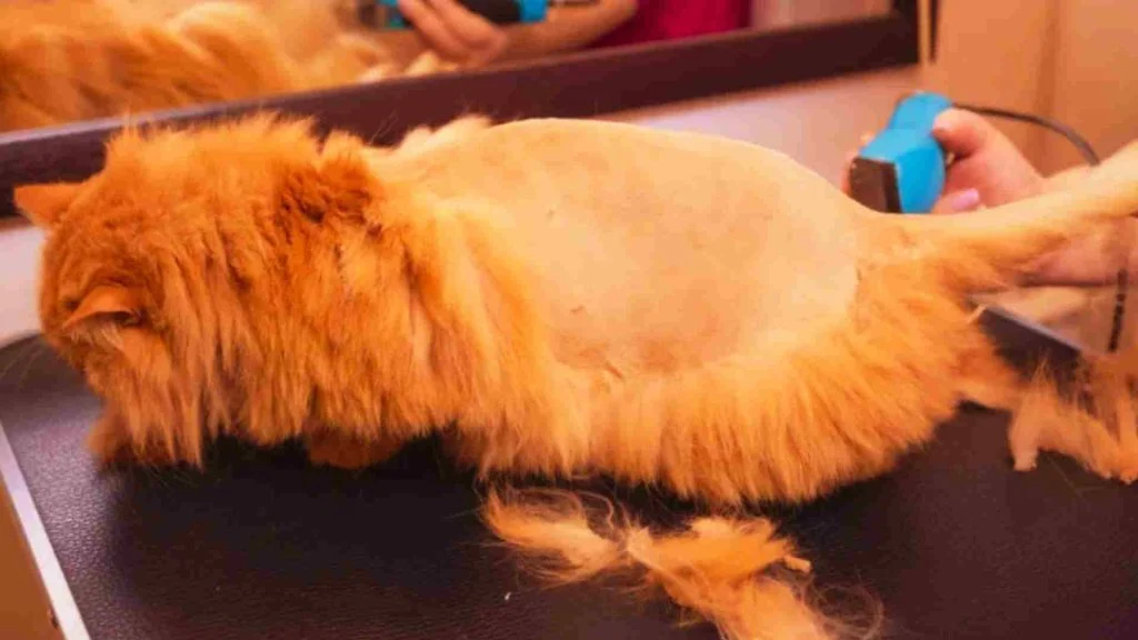 Kediler Tıraş Edilmeli Mi? 5 kedi sırt bölgesi tıraşı