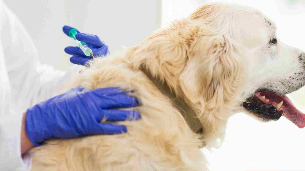golden köpeğe aşı yapılıyor