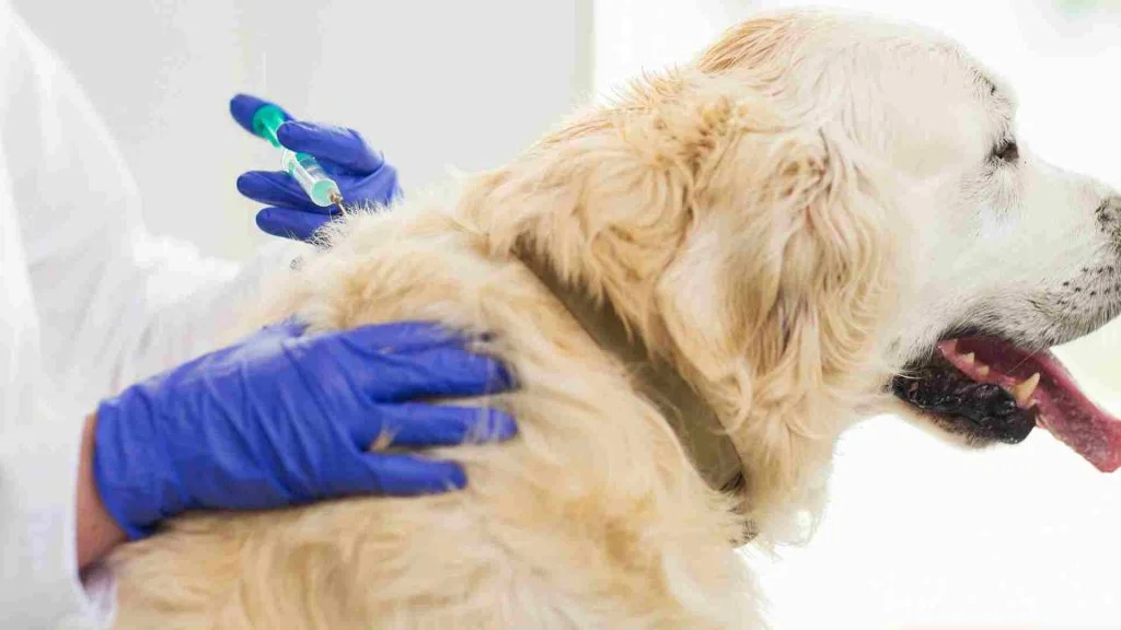Köpek Aşı Fiyatları 10 golden köpeğe aşı yapılıyor