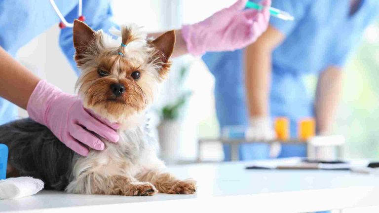 Köpek Aşı Takvimi Ve Fiyatları