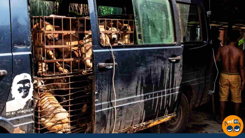 büyük bir aracın içindeki kafeslerde bağlanmış satılmayı bekleyen köpekler.