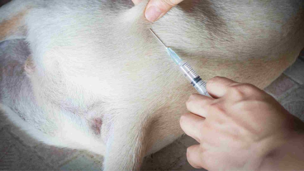 Köpeğe hastalıkları önlemek için aşı uygulanıyor.