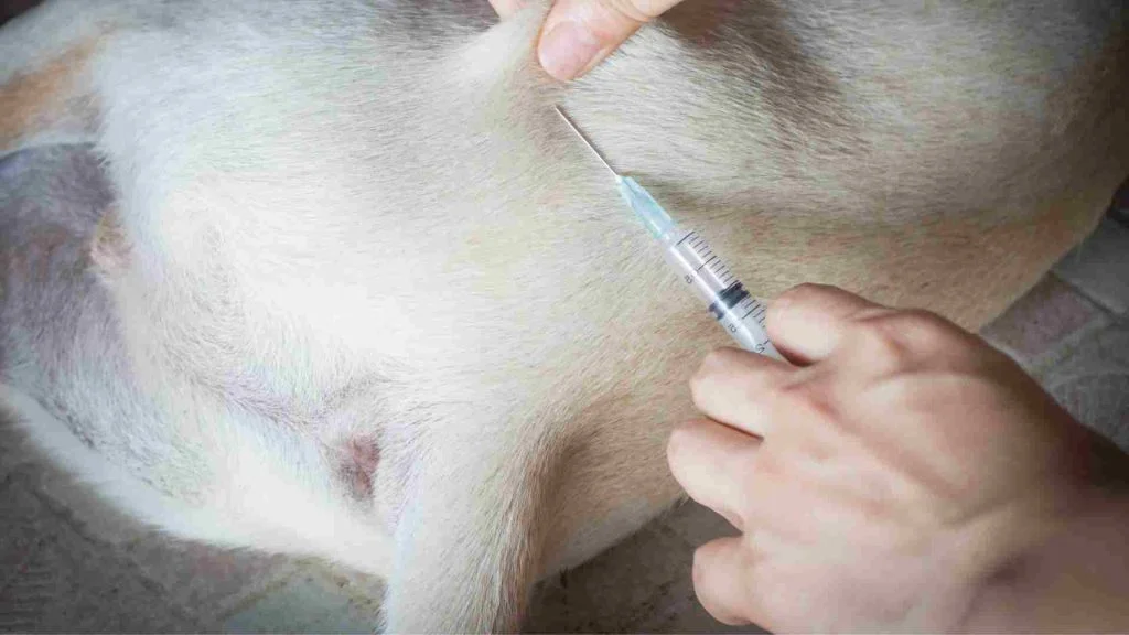 Köpek Aşı Fiyatları 8 Köpeğe hastalıkları önlemek için aşı uygulanıyor.