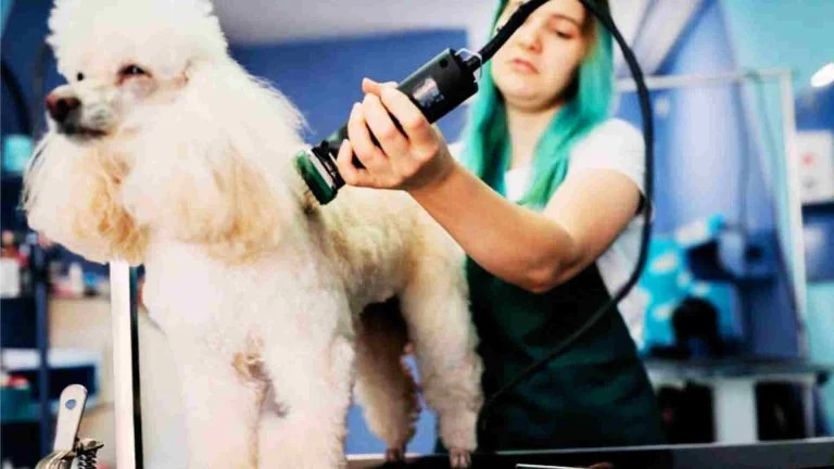 Köpekler Tıraş Edilmeli Mi? 16 Köpekler Tıraş Edilmeli Mi?