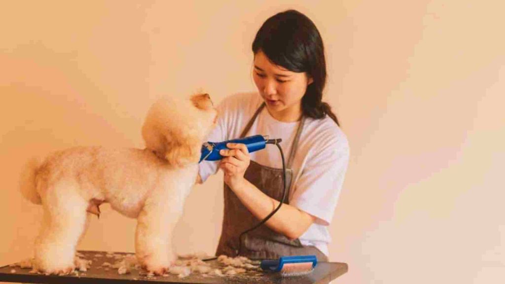 asyalı kadın köpeği tıraş ediyor.