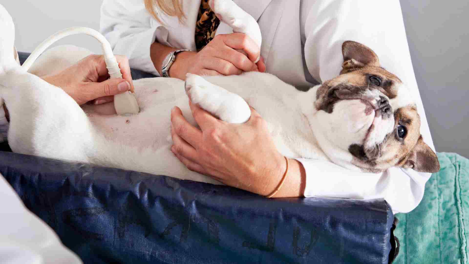 Köpek ultrasonla kontrol ediliyor
