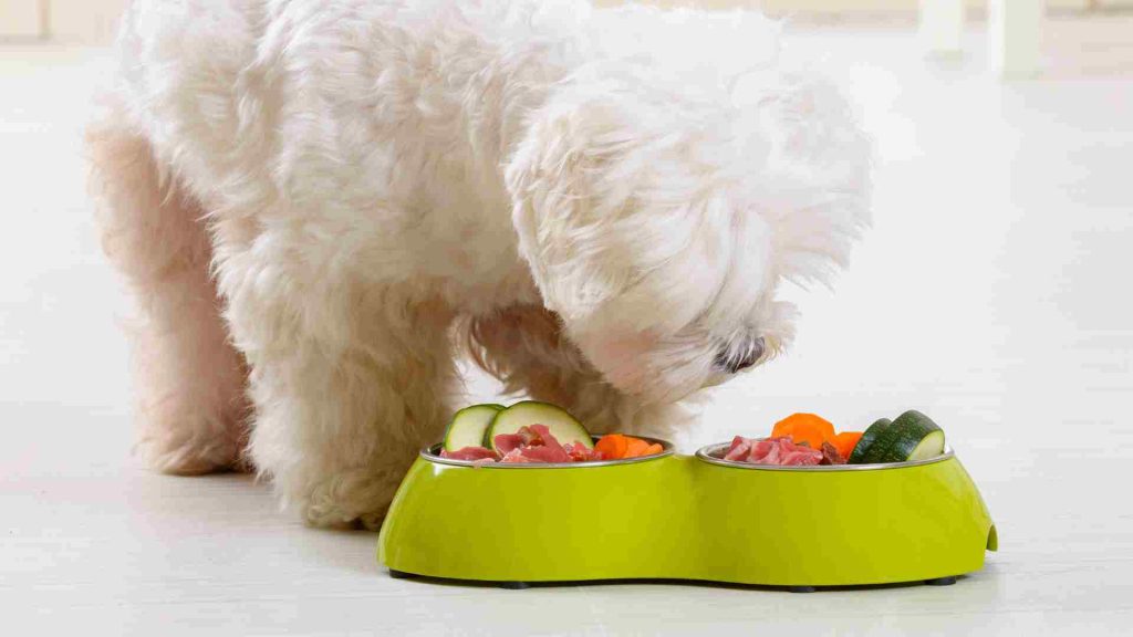 Havuç ve sebze dilimlerini yiyen beyaz bir terrier köpek - Köpekler Havuç Yiyebilir mi?